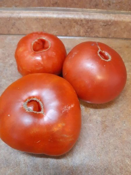 Томат Пышка: редкое сочетание раннего срока и крупного урожая