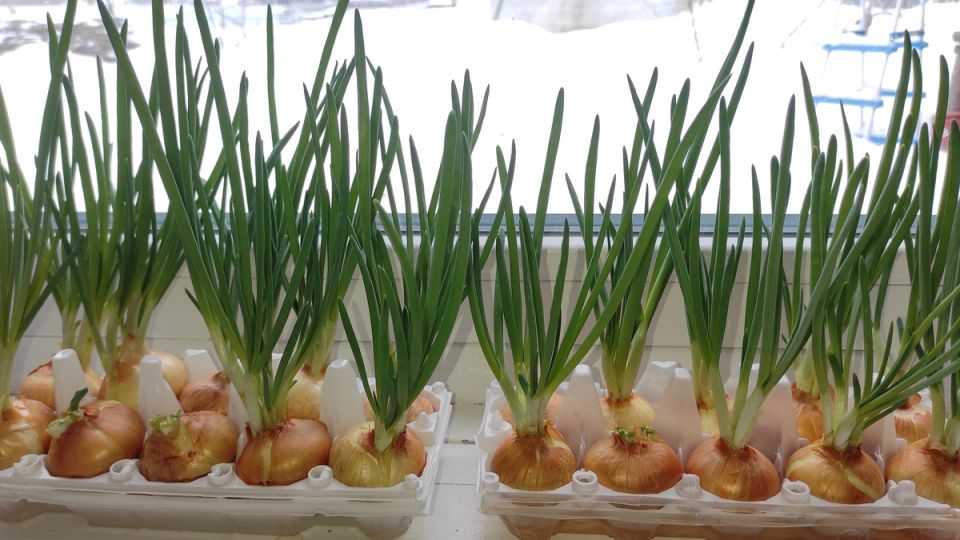 Как яичные лотки превращают подоконник в зеленую оазис каждую неделю