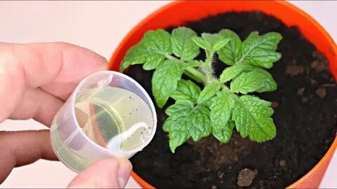 ��� ��������� ������� ������� ��� �����: ����������� ������ �������