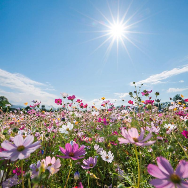 Как создать у себя на участке настоящий пчелиный рай