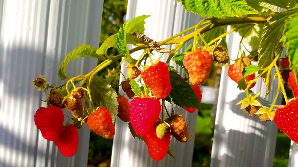 ������ ����� �������� � ����������� ����: ������ ��������� ��� ��� ���� �����