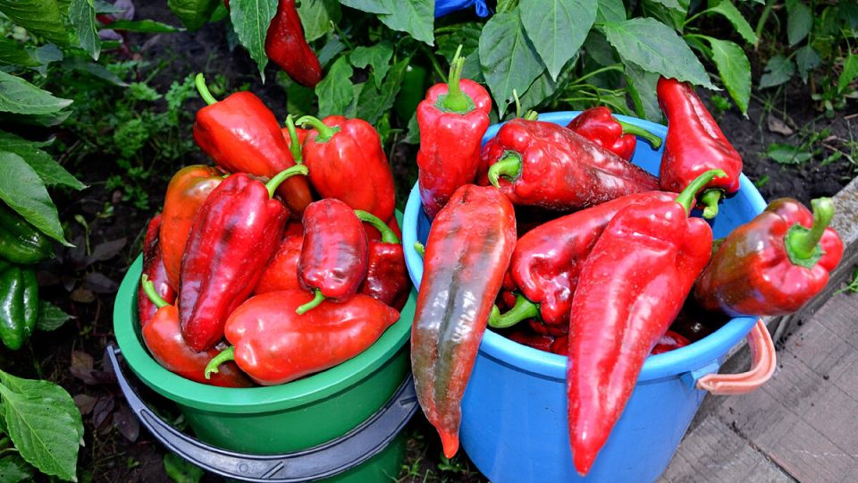 ������� � ��������� ����� ������: ������� ������������ ��� ����������� � 2024 ����