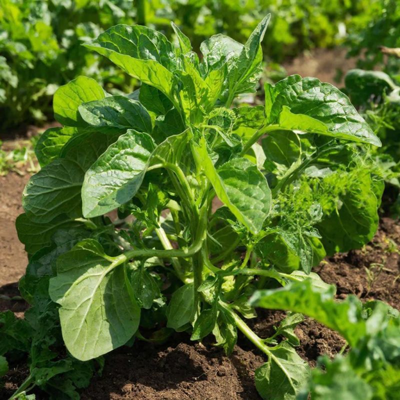 Как победить сорняки: эффективные и экологичные лайфхаки для огорода