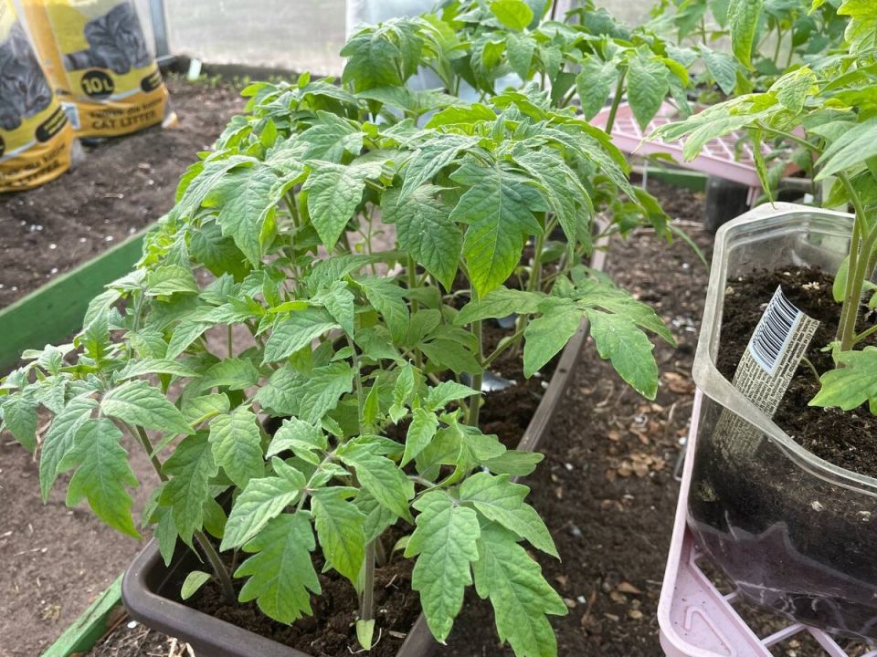 ������ ������� ������� �� ������ � ���������������� ������� � ������