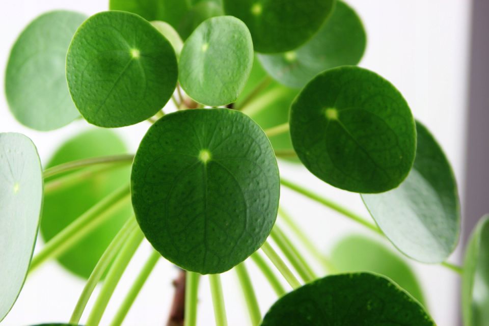 ����� ���������������: ��� �������� ���������� �������� �������