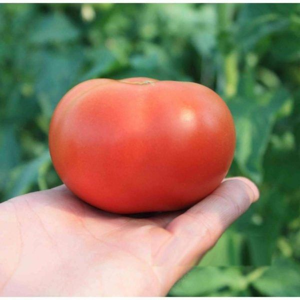 ����� �����: ������ ������ � ������� ����������� � ����������� ����������