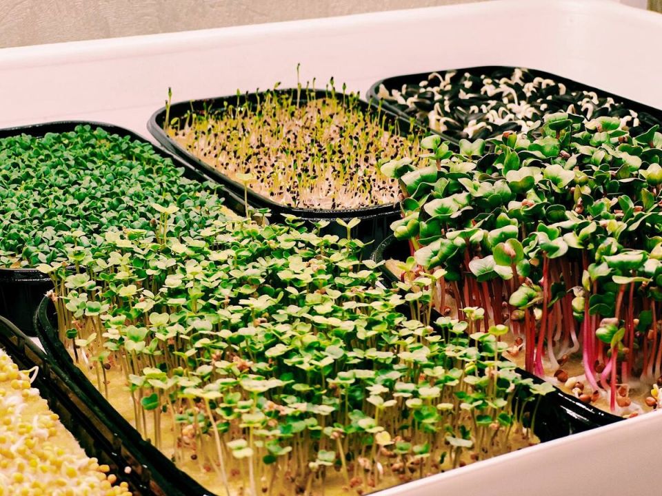 ������ ����������� ����� �������� � ���� ������ ���������