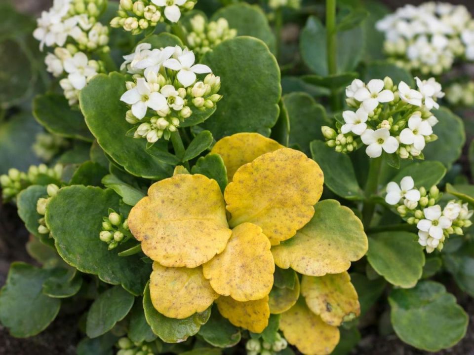 ������ ������� ������ ������������?