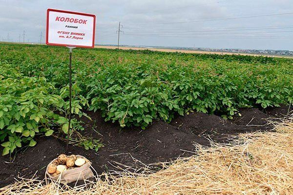 ��������� �������: ������������, ����������� � ������� ��������� �����������