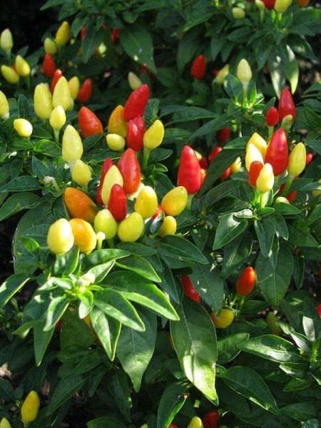 ����� ����: ���������� � ��������� ���� ��� ������ �������