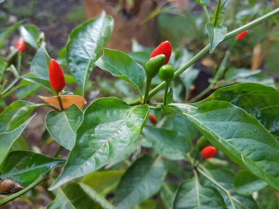 ��������� ���������� ��� ������� �����: ������� ��������� ������