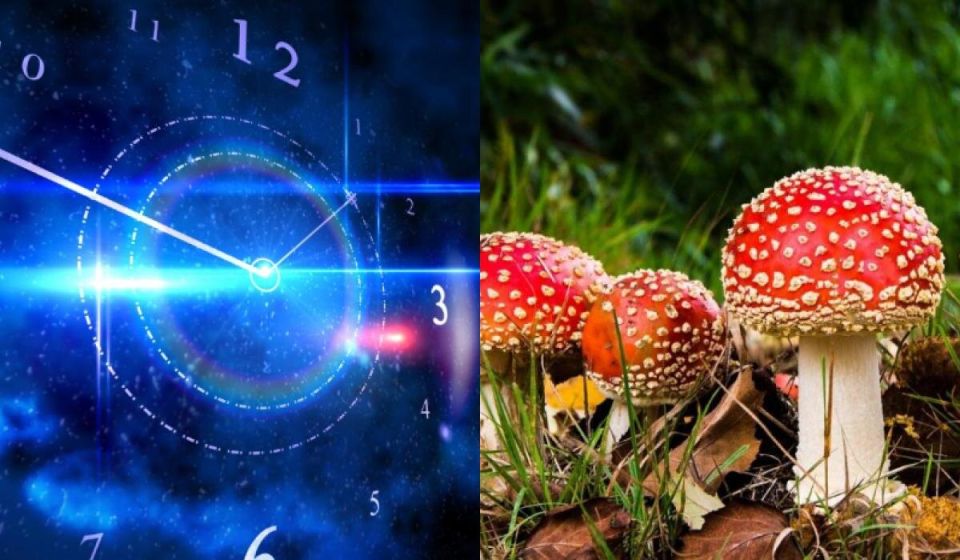 ����� � ��������: ��� ���� ������� ���������� ���� ������� ��������