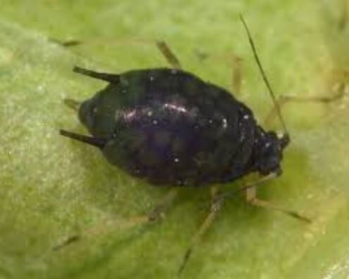 Как эффективно бороться с черной тлей: лучшие советы для южных регионов