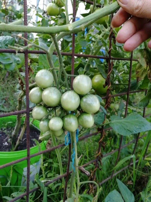 ����������� ����� ��������: ��� �������� �������� ������