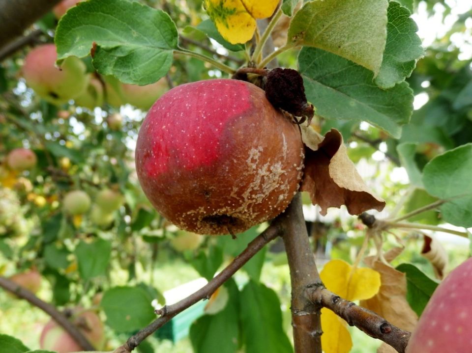 ��� �������� ���� ��� �� ��������: ����������� ������ ���������� � ��������� �����