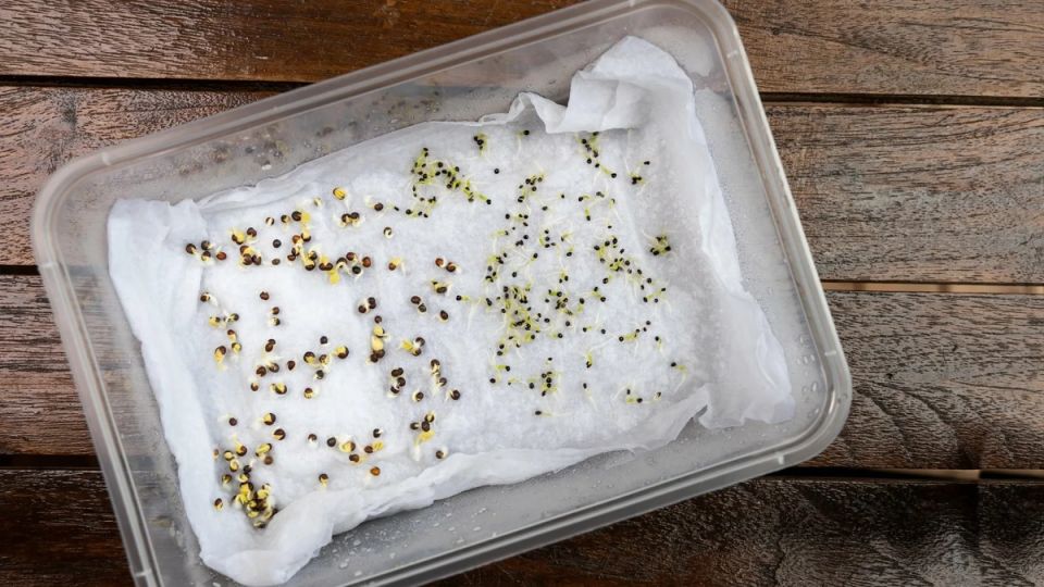 ������������� �����: ��� ������ ��������� ����������� ������