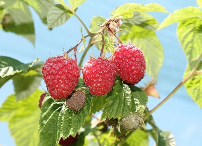 ��� ��������� ��������� �� ������� ����� ����� ������: ������ ��������