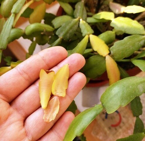 Почему листья декабриста желтеют: основные ошибки в уходе