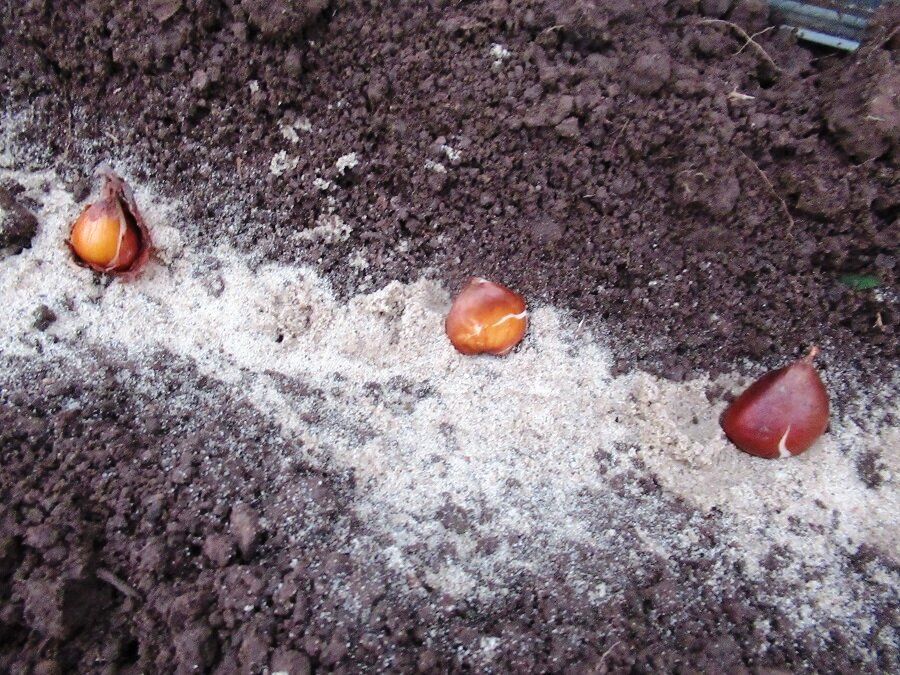 Как правильно высаживать тюльпаны осенью для их отличного приживания