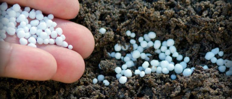 ������ ��� ��� �� ������: ���� ���������������� ������ ��������