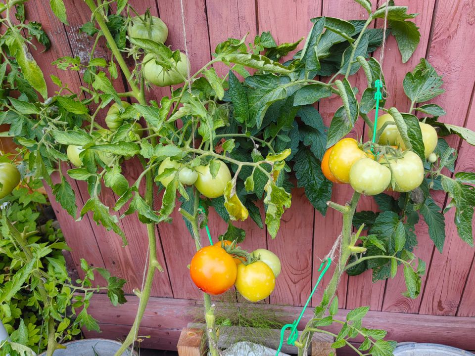 Томат, который победил фитофтору без химии