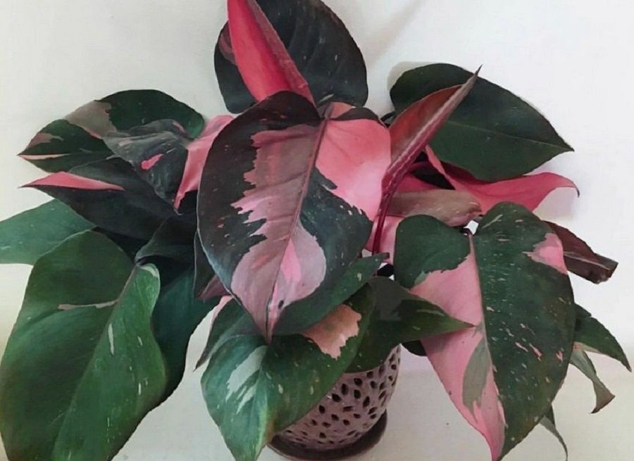 Редкие комнатные растения, которые стоит добавить в свою коллекцию