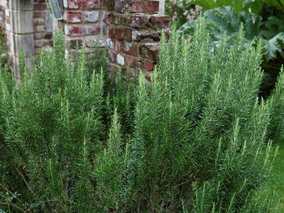 ������ �� 15 ��: ������ ������ ������ ��������� �� �������