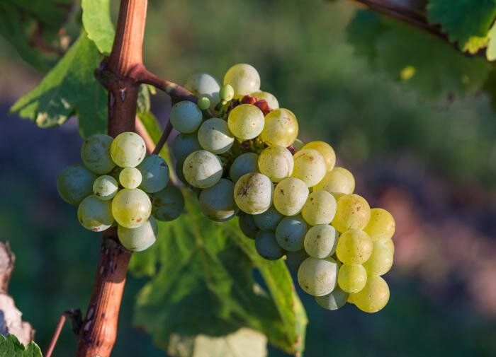 ����� ��������� 