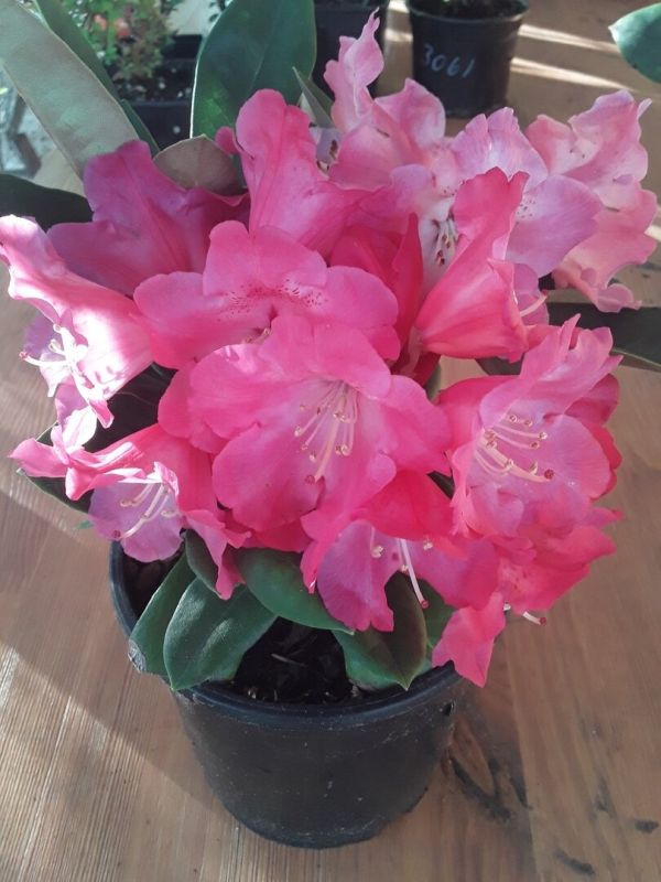 ����� ���������: �������� 