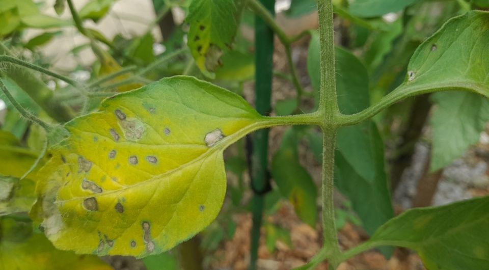 Альтернариоз томатов: как распознать и победить болезнь